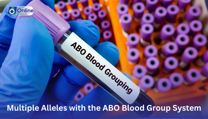 Lesson 12: Association of Multiple Alleles with the ABO Blood Group System